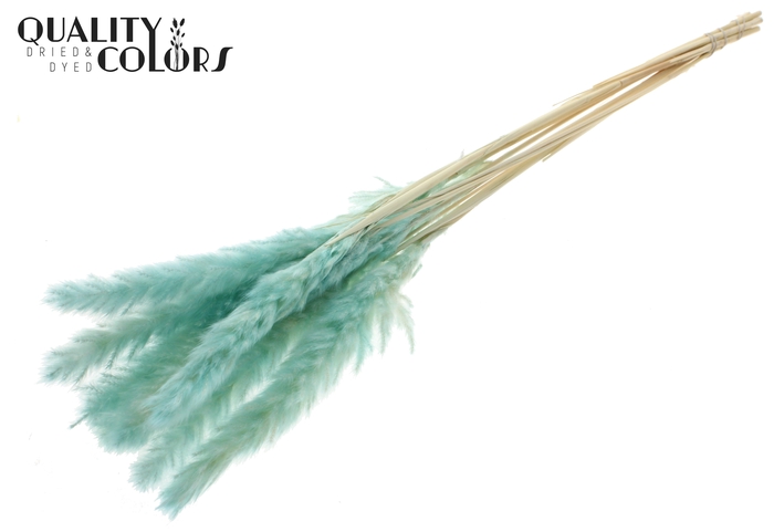 Fluffy Pampas 10pc/bunch Bleached Turquoise