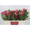Protea Empress