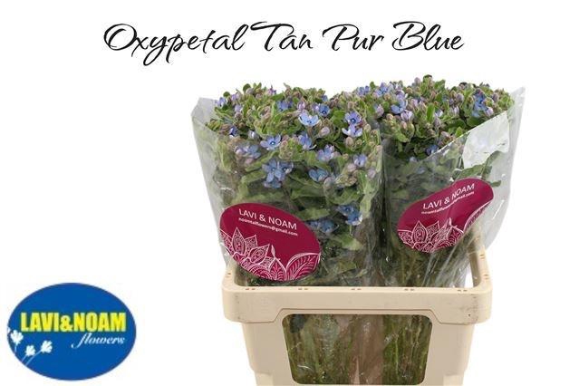 <h4>OXY CO TAN PURE BLU</h4>