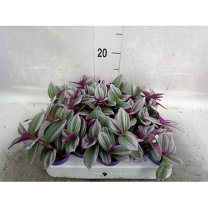 Tradescantia albif. 'Nanouk'