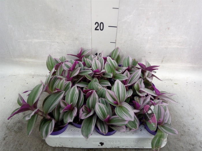 Tradescantia albif. 'Nanouk'