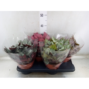 Begonia BD 'Beleaf'   ...mix
