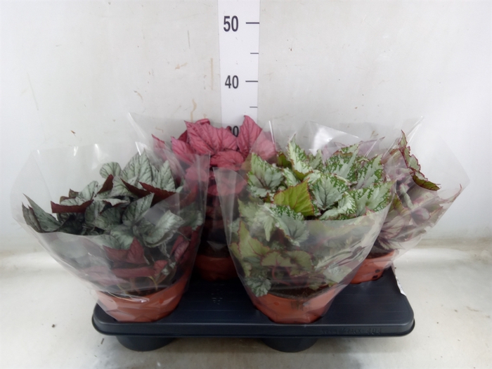 <h4>Begonia BD 'Beleaf'   ...mix</h4>