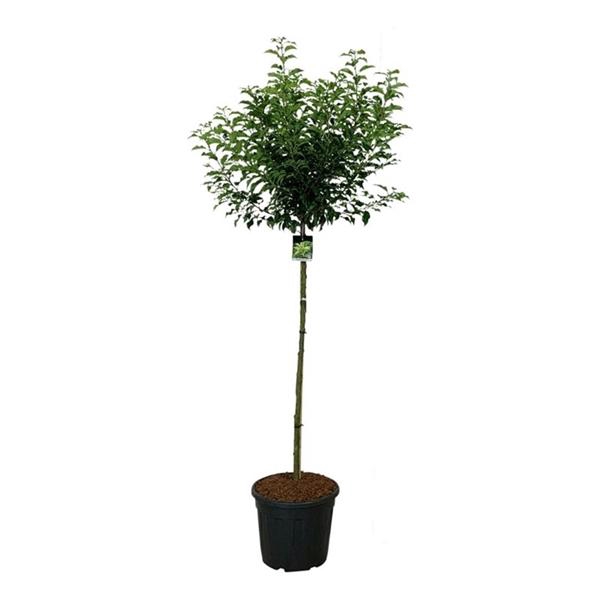 <h4>Prunus lus. 'Brenelia' PBR</h4>