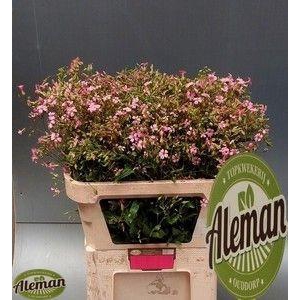 SAPONARIA OV
