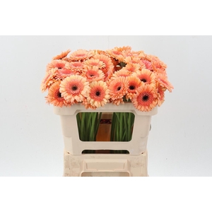 Ge Mi Cookie N Cream