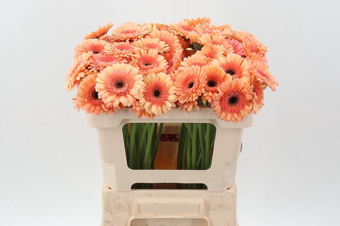 <h4>Ge Mi Cookie N Cream</h4>