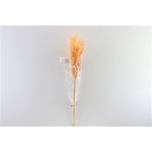 Dried Stipha Feather 5pcs Xl Peach Bunch