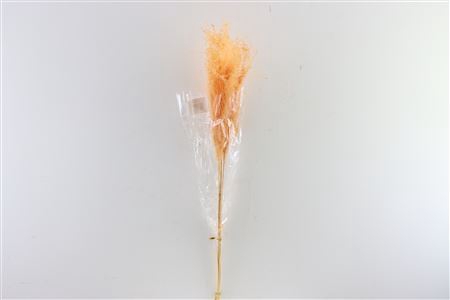 Dried Stipha Feather 5pcs Xl Peach Bunch