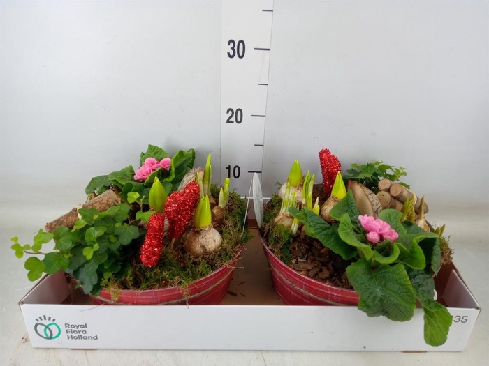 <h4>Arr.   Bol/Knolgewas L%</h4>