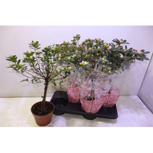 Rhodo Si Sachs Mixtray Op Stam