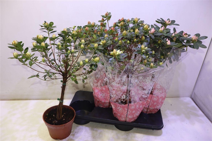 <h4>Rhodo Si Sachs Mixtray Op Stam</h4>