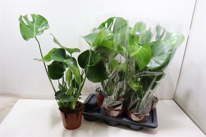 <h4>Monstera Deliciosa</h4>