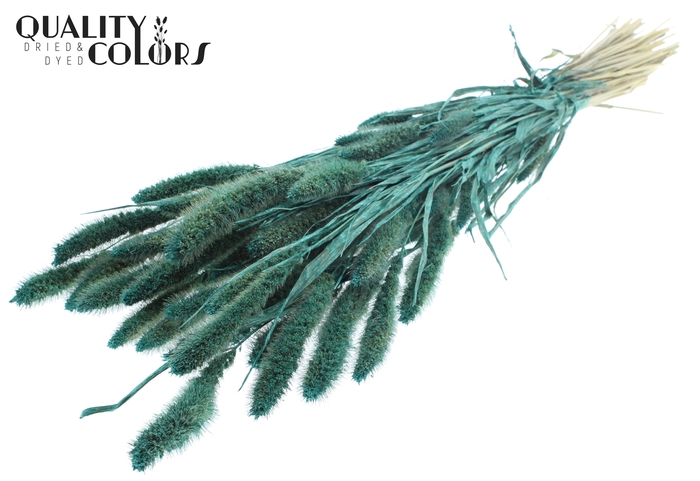 Setaria per bunch Pearl Turquoise