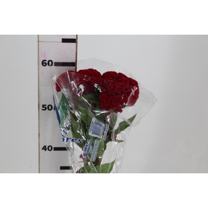 CELOSIA CARMINE CHIEF 060 CM VINHO