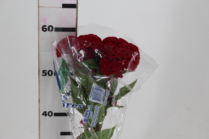 <h4>CELOSIA CARMINE CHIEF 060 CM VINHO</h4>