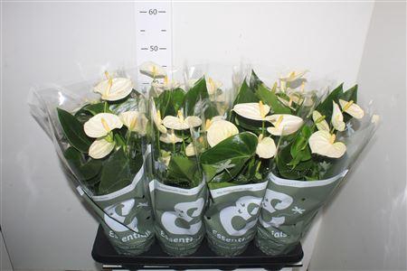 <h4>Anthu An Cocos 5+</h4>