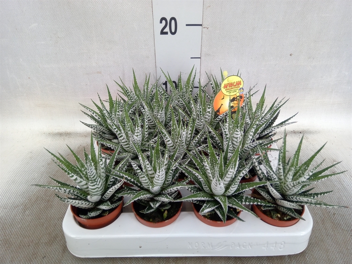 Haworthia fasciala 'Alba'