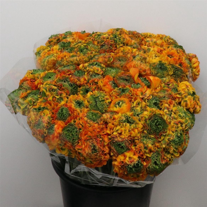 <h4>Ran Ponpon Merlino Orange Extra</h4>