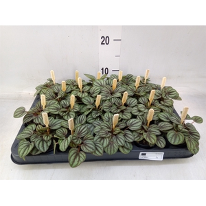 Peperomia albov. 'Piccolo Banda'