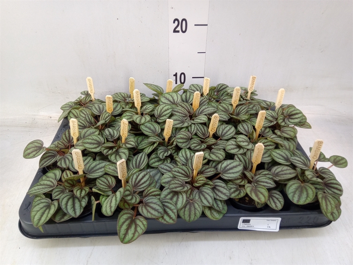 <h4>Peperomia albov. 'Piccolo Banda'</h4>