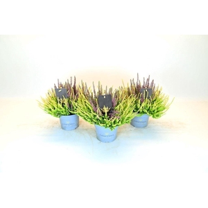 Calluna vulg. 'Beauty L CCrow' ..mx