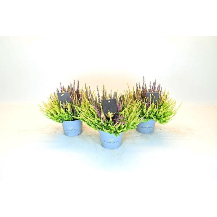 <h4>Calluna vulg. 'Beauty L CCrow' ..mx</h4>