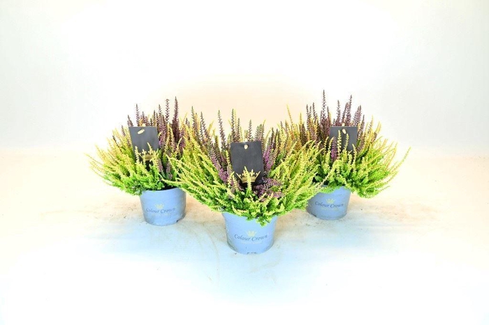 Calluna vulg. 'Beauty L CCrow' ..mx