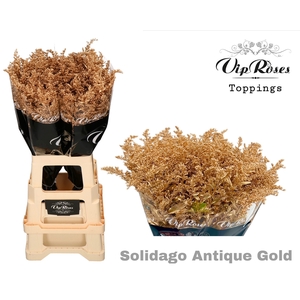 SOLIDAGO ANTIQUE GOLD