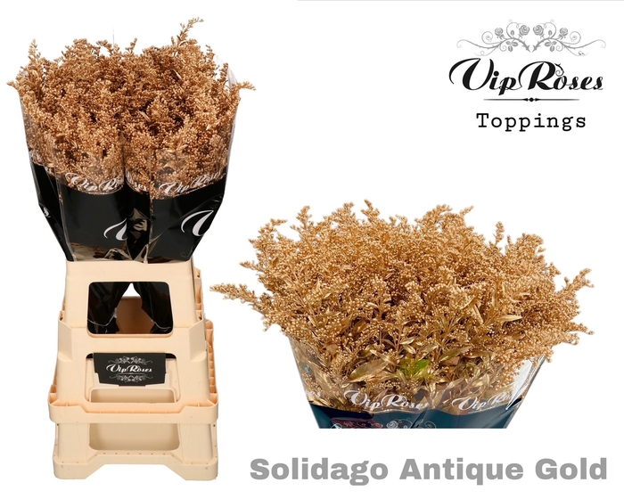 <h4>SOLIDAGO ANTIQUE GOLD</h4>