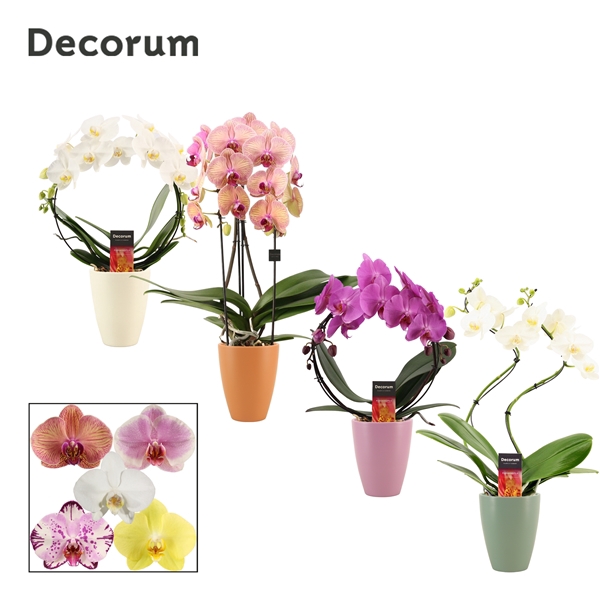 <h4>Phalaenopsis vormen mix 2 tak in Carly (Craft world-collection)</h4>