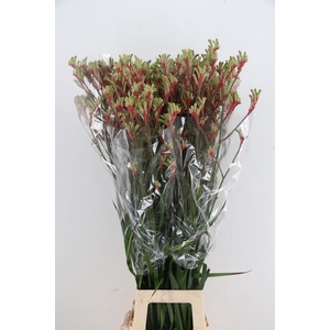 ANIGOZ JUDITH GREEN/RED 110CM