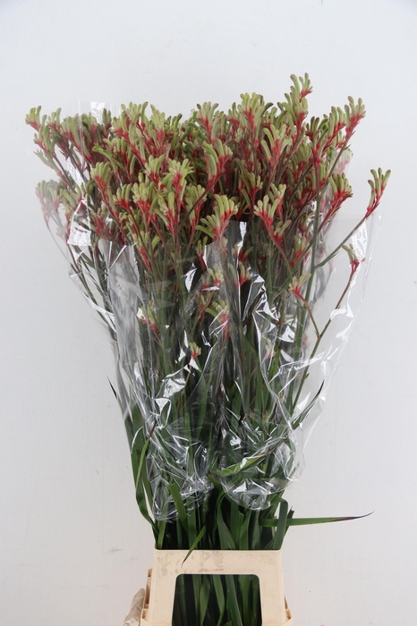<h4>ANIGOZ JUDITH GREEN/RED 110CM</h4>