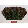 Leucadendron Saf Sunset Dark Red