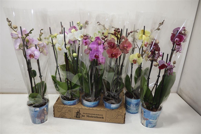 <h4>Phal Gem 4 Kl</h4>