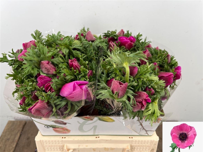 <h4>Anem Co Mar Orchid</h4>