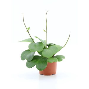 HOYA KERRII