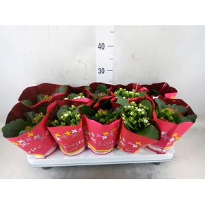 Kalanchoe blos.   ..mix 2