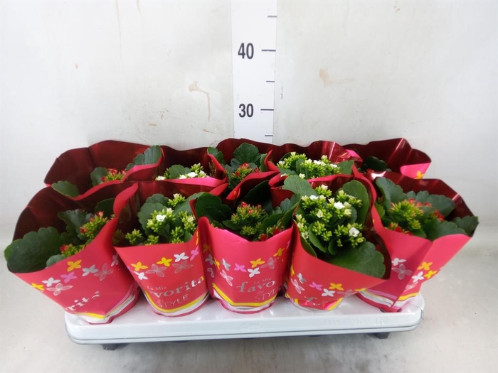 <h4>Kalanchoe blos.   ..mix 2</h4>