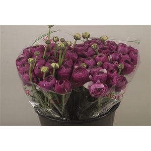 Ran.. Su Antonio Extra