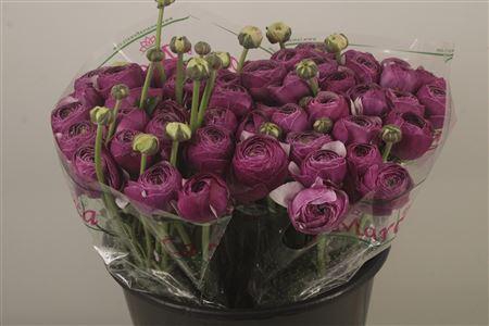 Ran.. Su Antonio Extra