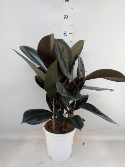 <h4>Ficus   ...</h4>