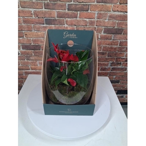 Arrangementen Anthurium H%
