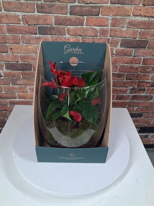 <h4>Arrangementen Anthurium H%</h4>
