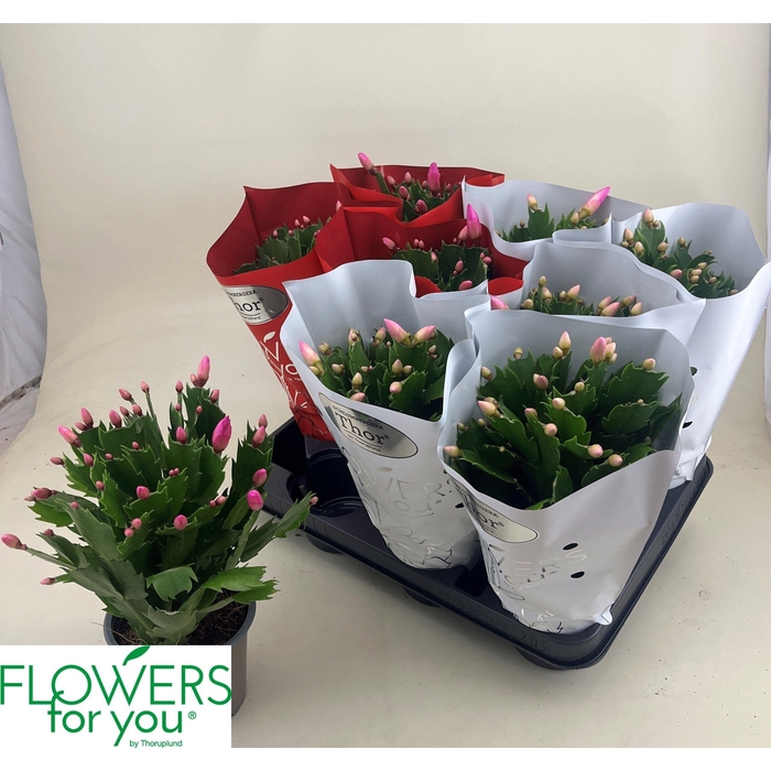 <h4>Schlumbergera mix 11Ø 24cm 45fl</h4>