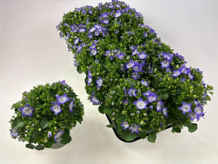 <h4>CAMP FANCY MEE</h4>