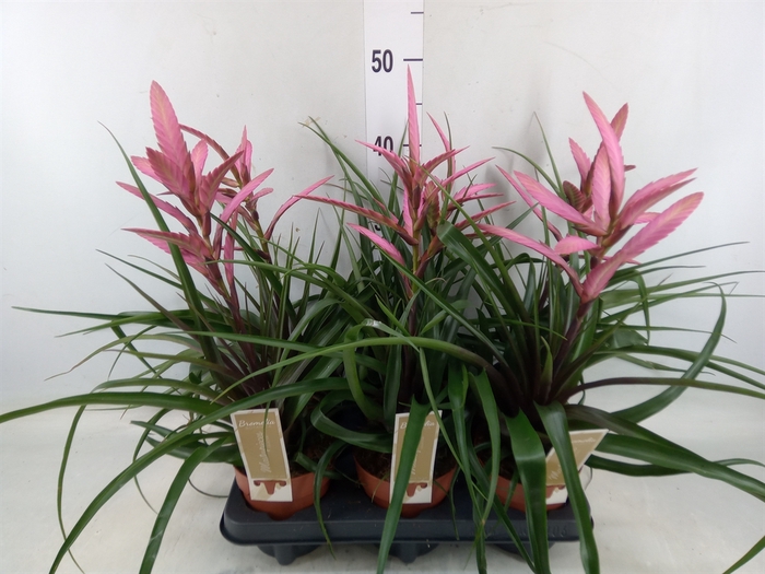 <h4>Tillandsia</h4>