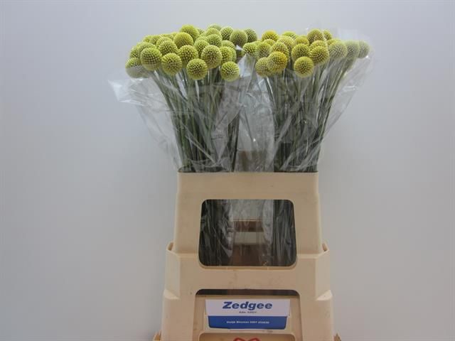 <h4>Craspedia Zedgee</h4>