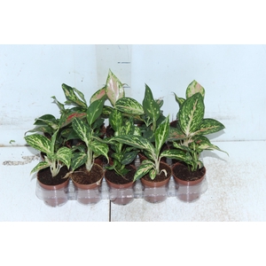 AGLAONEMA VARIADA P06