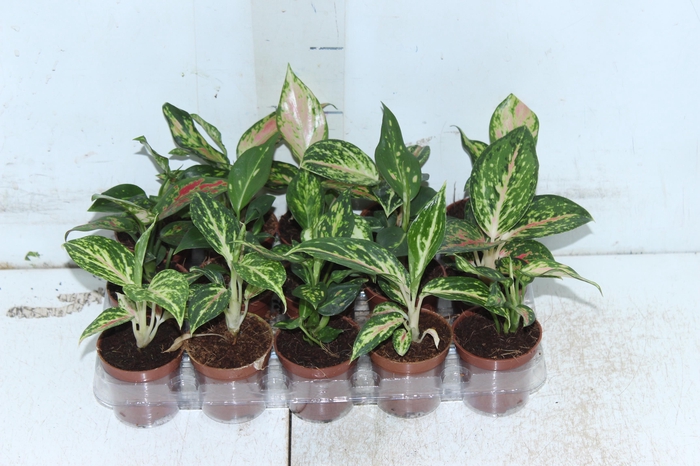 <h4>AGLAONEMA VARIADA P06</h4>